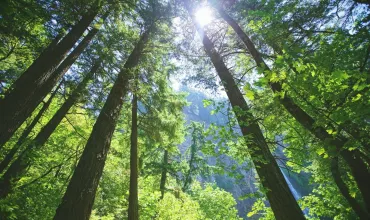 Trees in a forest